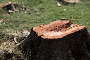 tree-stump-removal-sydney