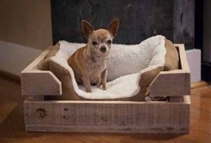 Choosing a Good Caring Dog Bed