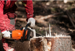 tree stump removal Adelaide